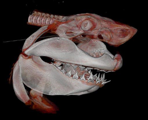 Cú đớp của cá mập cổ đại còn uy lực hơn cả khủng long T. rex